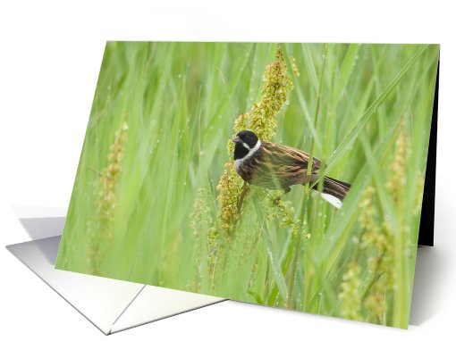 Reed Bunting and Morning Dew Birthday card (495664)