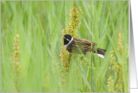 Reed Bunting and Morning Dew Birthday Card
