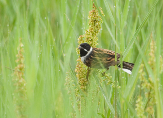 Reed Bunting and...