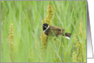 Reed Bunting and Morning Dew Birthday Card