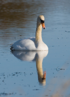 Beautiful Swan...
