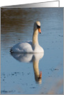 Beautiful Swan Reflection Birthday Wishes card