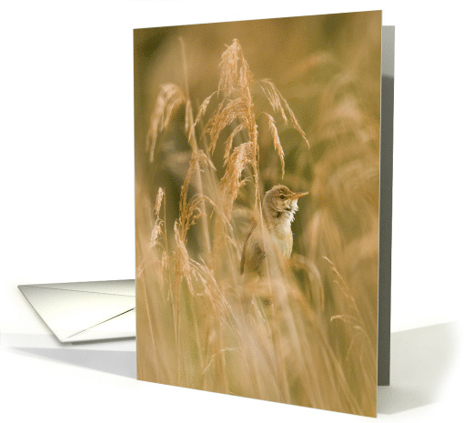Swaying in the Breeze Birthday Wishes card (495668)