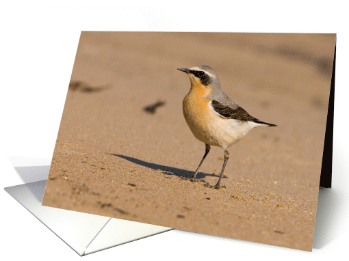 Wheatear Bird Birthday Greetings card (495670)
