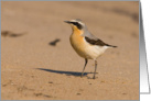 Wheatear Bird Birthday Greetings card