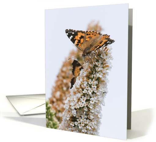 Painted Lady Butterfly Birthday card (508357)