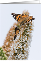 Painted Lady Butterfly Birthday Card