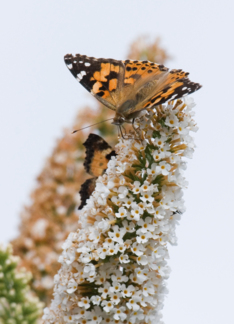 Painted Lady...