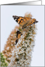 Painted Lady Butterfly Birthday Card