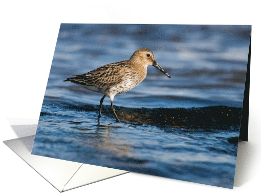 Out for a Paddle! Birthday Greetings card (508359)