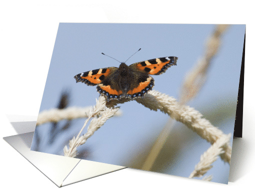 Beautiful Butterfly Birthday Greetings card (508365)