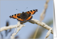 Beautiful Butterfly Birthday Greetings card
