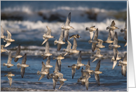 Sticking Together Bird Birthday Card
