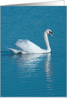 Swan Reflection...