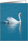 Swan Reflection Birthday Greetings card