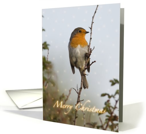 Robin Christmas card (515827)