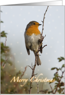 Robin Christmas Card