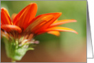 Red Gazania - African Daisy card