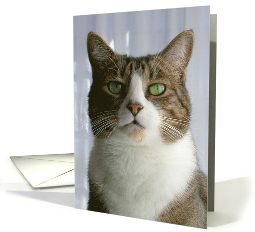 Green-Eyed Cat card (494892)