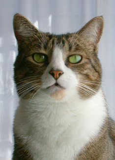 Green-Eyed Cat