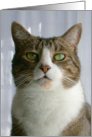 Green-Eyed Cat card