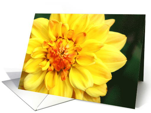 Yellow Dahlia card (495455)