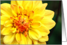 Yellow Dahlia card