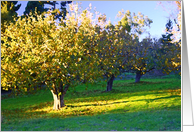 Early Evening Orchard card