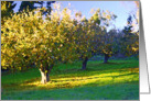 Early Evening Orchard card