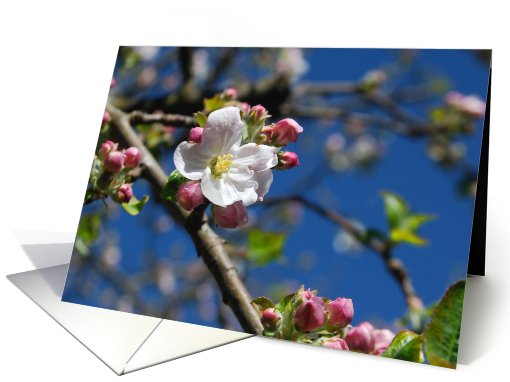 Apple Blossom time card (497632)
