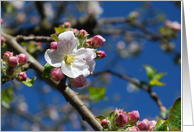 Apple Blossom time card