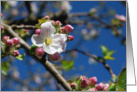 Apple Blossom time card