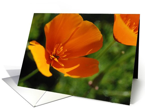 California Poppy card (535597)