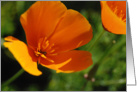 California Poppy card