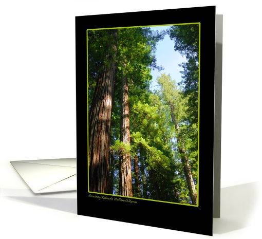 Armstrong Redwoods card (538904)