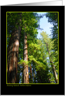 Armstrong Redwoods card