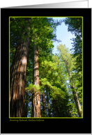 Armstrong Redwoods