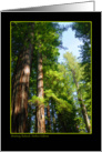 Armstrong Redwoods card