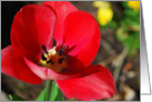 Red Tulip card