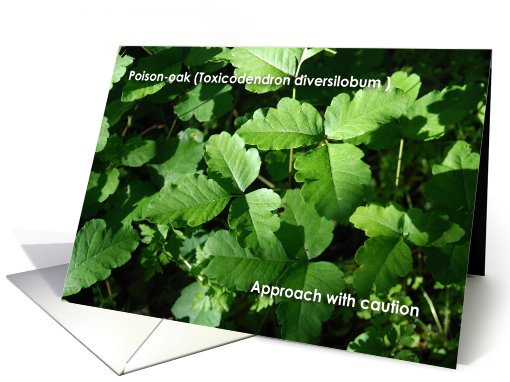 Poison Oak Get Well card (561497)