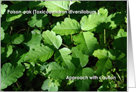 Poison Oak Get Well card