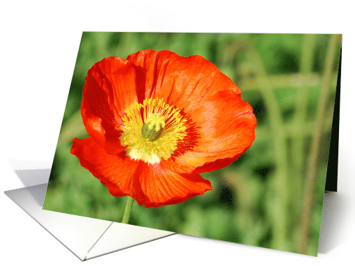 Red Iceland Poppy card (599216)