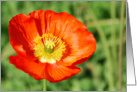 Red Iceland Poppy card