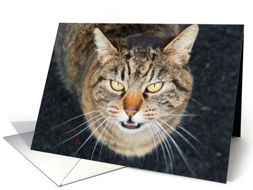 Tabby Cat Meow card (599299)