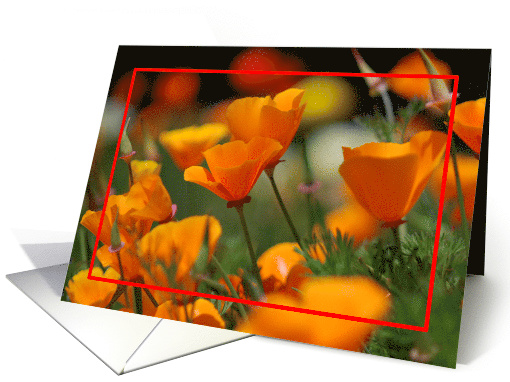 California Poppies card (628772)