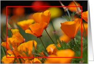 California Poppies card