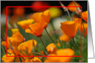 California Poppies card