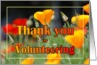 Thank You Volunteer Poppies card