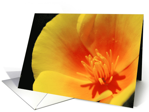 California Poppy, blank note card (659593)