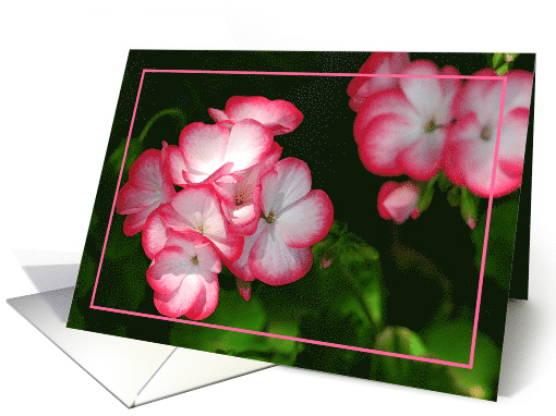 Geranium in bloom, blank note card (659595)